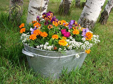 Containers can be used to grow a variety of plants within a limited amount of space in places where traditional gardening is difficult