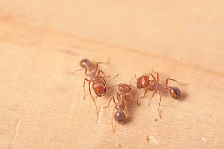Fire ants  can inflict painful stings