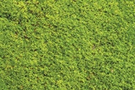 Many homeowners have lawns being overtaken by moss.