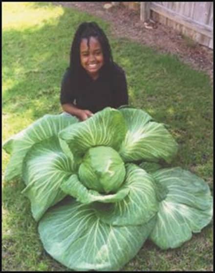 The National Bonnie Plants Cabbage Program’s GEORGIA State Winner, …  Jaidyn Sawyer. She grew a humongous cabbage and was randomly selected by the Georgia Agriculture Department. Jaidyn will receive a $1,000 saving bond towards education from Bonnie Plants. Jaodyn is a student at Greater Atlanta Christian School in Norcross.