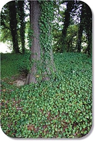 English Ivy Cover