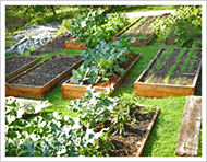 Raised beds offer a multitude of advantages.
