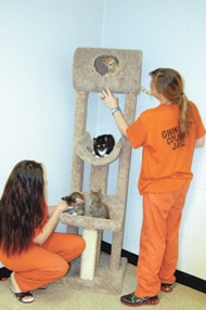Jail Cats and handlers take a few minutes to play and socialize after lunch.