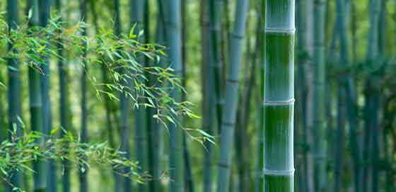 Many properties have large infestations of bamboo
