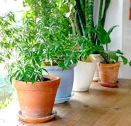 Each type of houseplant has certain specific cultural requirements for optimal growth.