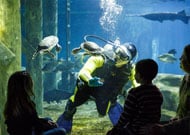 DEMA A volunteer diver in the TN Aquariums Nickajack Lake exhibit credit John Bamber 190