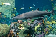 190Sandtiger Shark credit Todd Stailey TN Aquarium