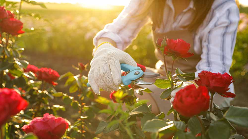 Roses require full sunlight in your garden