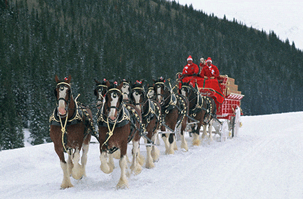 Budweiser Clydesdales Come To Lawrenceville