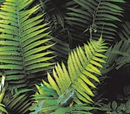 Ferns thrive in the shade