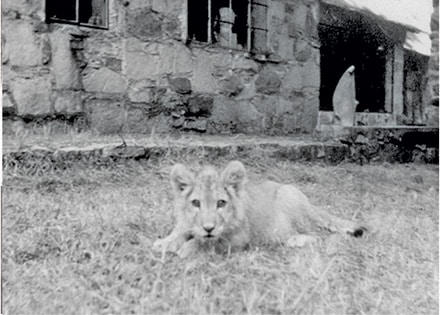 The family included a lion cub outside the Stone Mountain family home he built in the 1940’s.