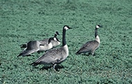 Currently flightless geese can cause feather and feces frustration for land owners