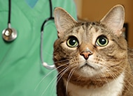 Gwinnett Animal Shelter quarantines cats due to illness