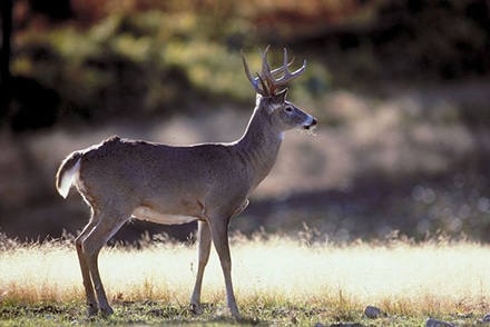 Georgia’s Archery Deer Hunting season opens Saturday, September 9