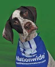 One of the photos of Marshall taken after winning the contest. In August, Nationwide flew in a professional photographer who spent about 6 hours with the star pooch, being sure to get his good side!