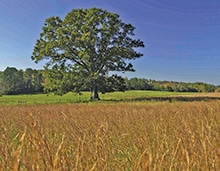 Photo of large red oak in the field.  
