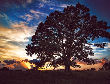 Photo of large red oak in the field at sunset.  Now gone, but not forgotten.