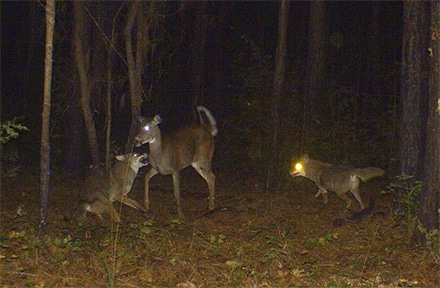 Coyotes Attack WTDeer440