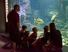 Freshwater Puffers at the Tennessee Aquarium220