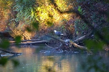 This Bald Eagle can be spotted along the shoreline of Lake Berkeley, or in the dense tree canopy that covers the city.