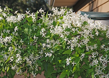 Sweet autumn clematis with white flowers and fragrant beauty quickly climbs up trellises and arbors. Photo credit: Melinda Myers, LLC