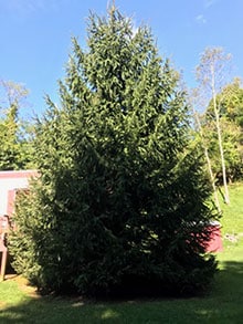 During the annual Tree Lighting on Thanksgiving Day “Ms. Mona The Tree” will be decorated in white lights to celebrate the of the end of Gwinnett’s Bicentennial year.