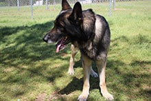 Laredo is five-year-old male German Shepherd available for adoption at Canine Pet Rescue.