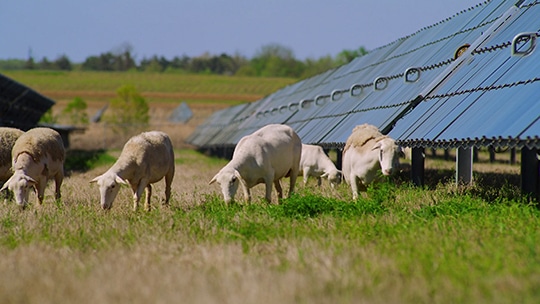 Sheep grazing at a Silicon Ranch solar farm, similar to the one Walton EMC relies on to power Facebook's Newton Data Center, are helping to improve the soil, air, water and economy. Silicon Ranch's Regenerative Energy platform delivers the maximum environmental benefits from its solar facilities.