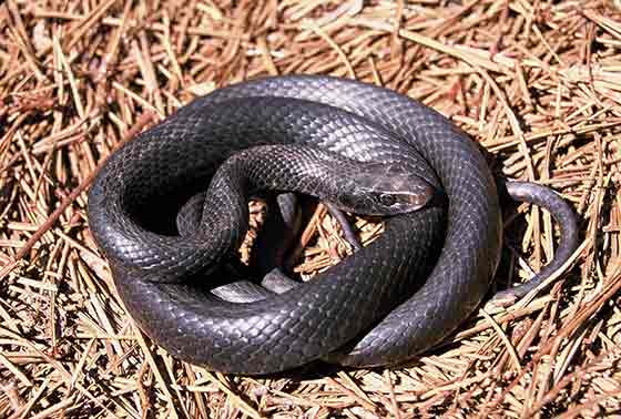 Adult black racer snake. Photo by John Jensen Georgia DNR