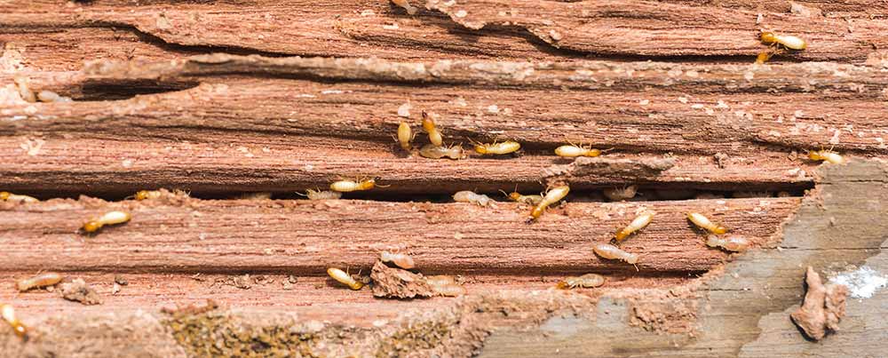 Wooden board eaten by termites