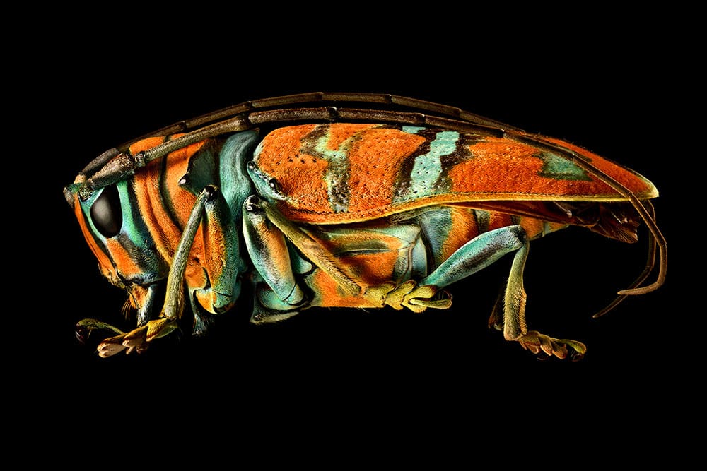 Species of the genus Sternotomis (Coleoptera, Cerambycidae). Once magnified the secret to the spectacular patterning of this beetle is revealed – a covering of extremely fine pigmented scales similar to those of butterflies and moths. Credit: © Levon Biss