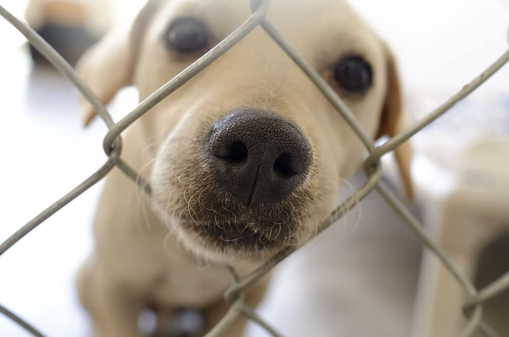 Georgia Spot Society Releases 2021 Metro Animal Control Shelter Analysis