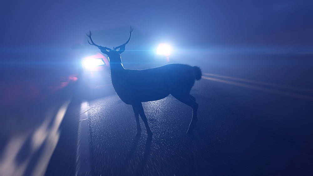 Be Aware: It's peek deer activity season
