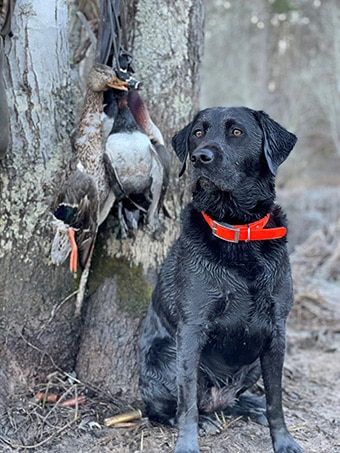 Waterfowl Hunters: 2022-23 Duck Season dates and limit changes. Special Photo by Georgia Wildlife Resources Division