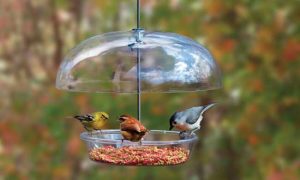 For the Birds: Feed 'em in fall to welcome them back in winter. Photo Courtesy of Cole’s Wild Bird Products. (H,FF).jpg